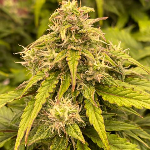 Charlottes Angel CBD Auto growlog timeline photo