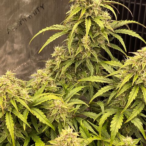 Charlottes Angel CBD Auto growlog timeline photo