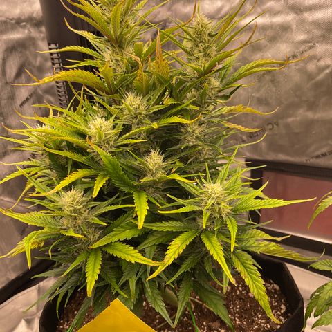 Gorilla Girl XL Auto growlog timeline photo