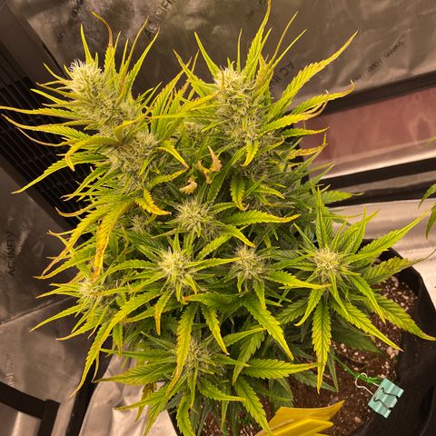Gorilla Girl XL Auto growlog timeline photo