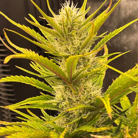 Gorilla Girl XL Auto growlog timeline photo