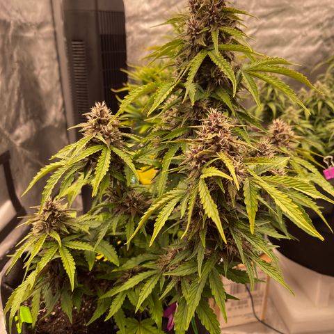 Pink Kush 2 growlog timeline photo