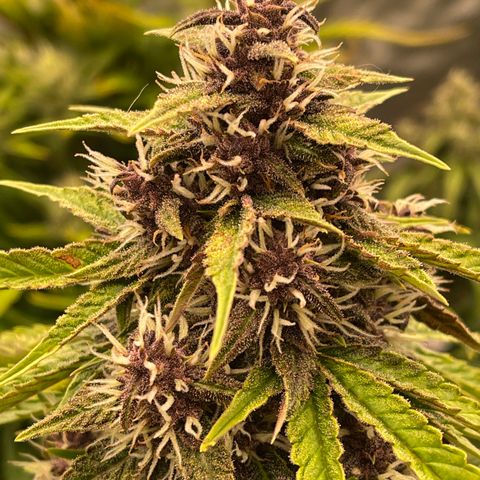 Pink Kush 2 growlog timeline photo