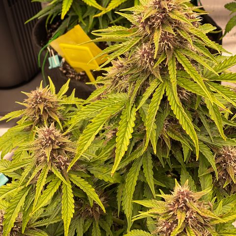 Pink Kush 2 growlog timeline photo