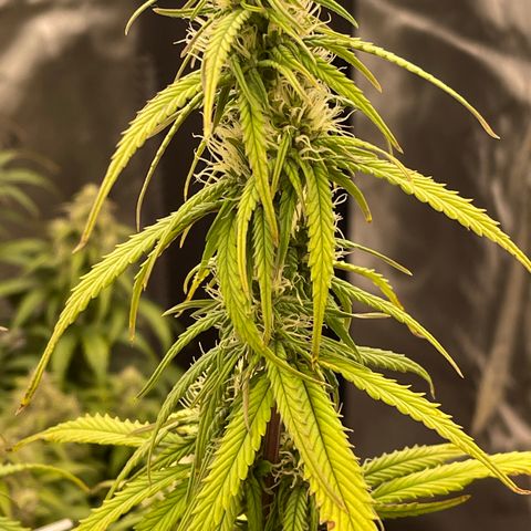 Alaskan Purple Auto growlog timeline photo