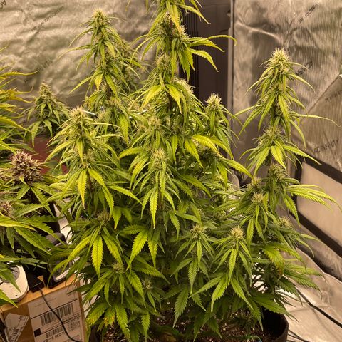 Alaskan Purple Auto growlog timeline photo
