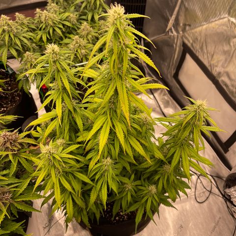 Alaskan Purple Auto growlog timeline photo