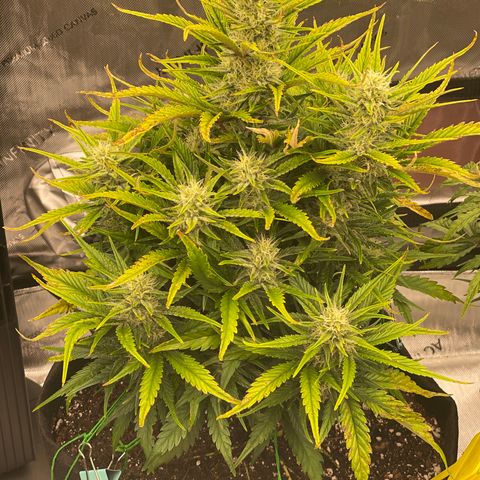 Gorilla Girl XL Auto growlog timeline photo