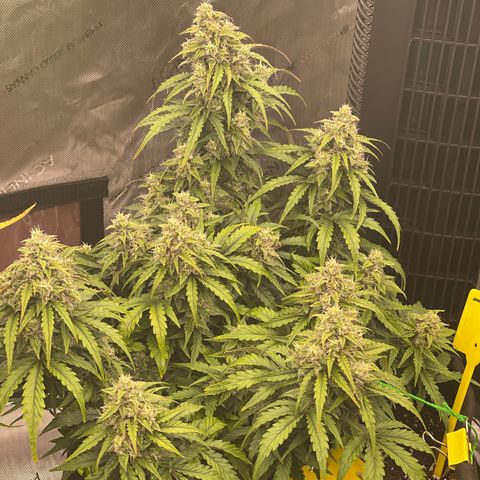 Charlottes Angel CBD Auto growlog timeline photo