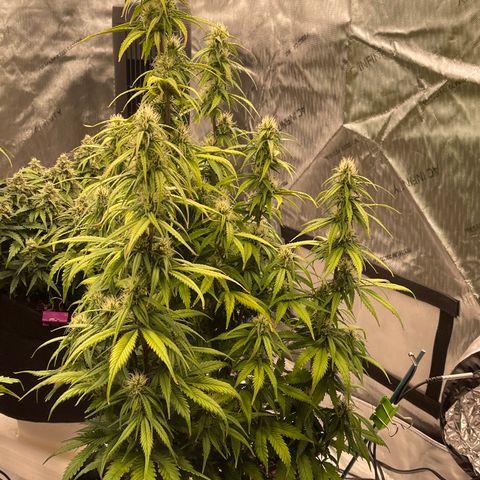 Alaskan Purple Auto growlog timeline photo