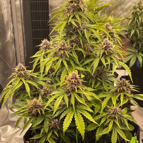 Pink Kush 2 growlog timeline photo