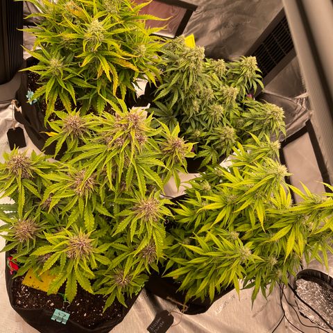 Pink Kush 2 growlog timeline photo