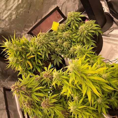 Pink Kush 2 growlog timeline photo