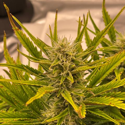 Gorilla Girl XL Auto growlog timeline photo