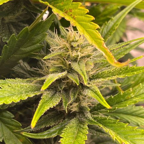 Gorilla Girl XL Auto growlog timeline photo