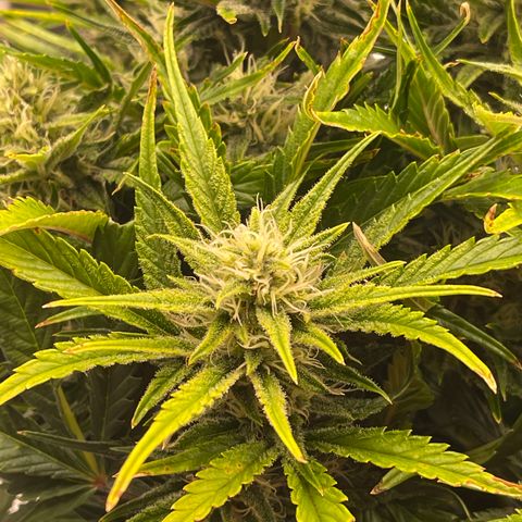 Gorilla Girl XL Auto growlog timeline photo