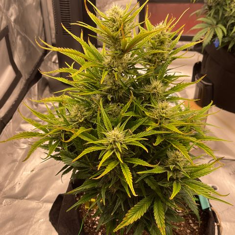 Gorilla Girl XL Auto growlog timeline photo