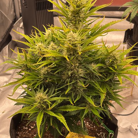 Gorilla Girl XL Auto growlog timeline photo