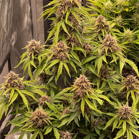 Pink Kush 2 growlog timeline photo