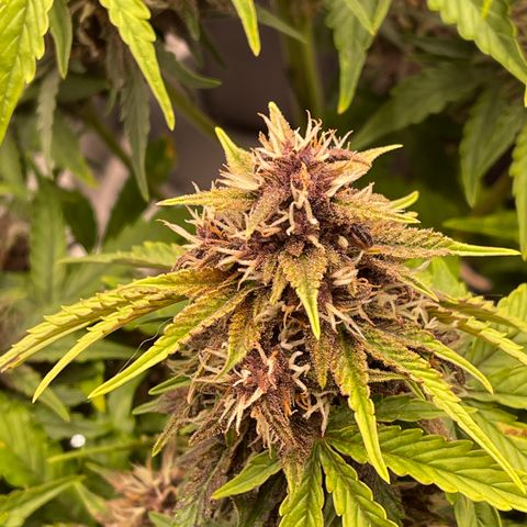 Pink Kush 2 growlog timeline photo