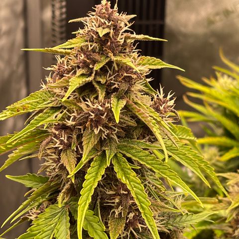 Pink Kush 2 growlog timeline photo