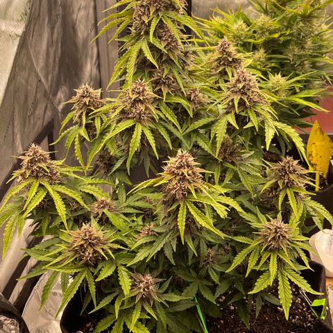 Pink Kush 2 growlog timeline photo