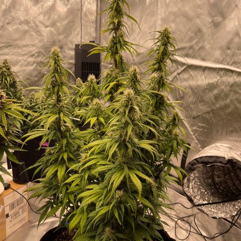 Alaskan Purple Auto growlog timeline photo