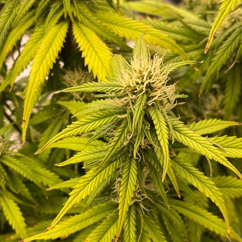 Alaskan Purple Auto growlog timeline photo