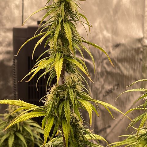 Alaskan Purple Auto growlog timeline photo
