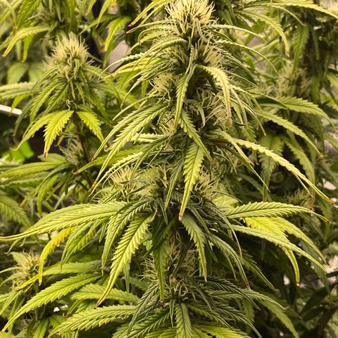 Alaskan Purple Auto growlog timeline photo