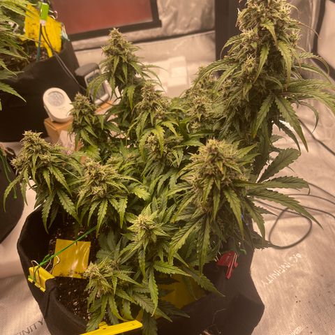 Charlottes Angel CBD Auto growlog timeline photo