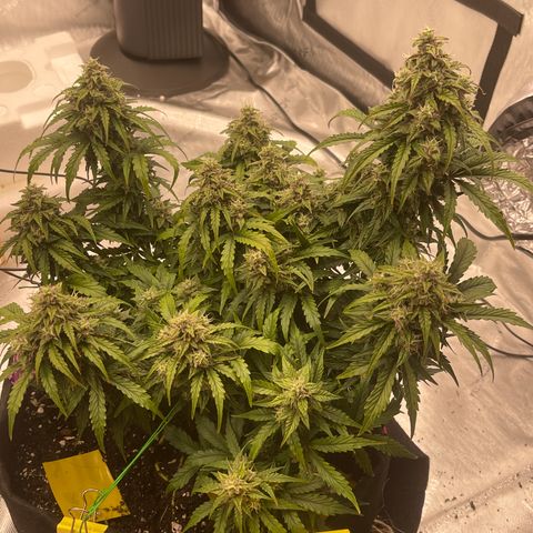 Charlottes Angel CBD Auto growlog timeline photo