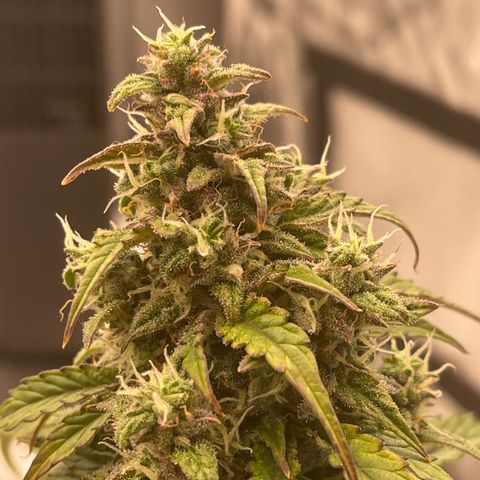 Charlottes Angel CBD Auto growlog timeline photo