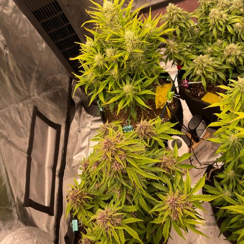 Pink Kush 2 growlog timeline photo