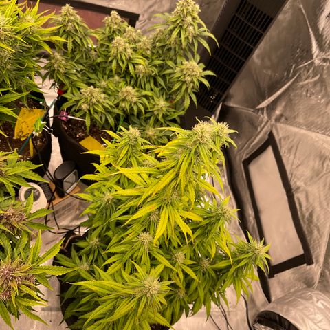 Pink Kush 2 growlog timeline photo