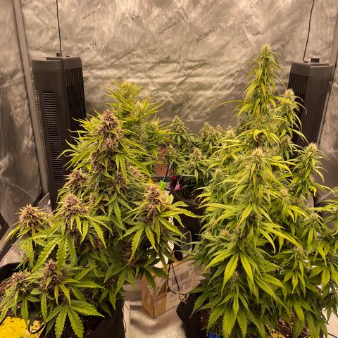 Pink Kush 2 growlog timeline photo