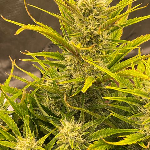 Gorilla Girl XL Auto growlog timeline photo