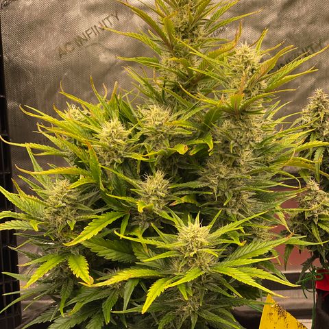 Gorilla Girl XL Auto growlog timeline photo