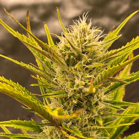 Gorilla Girl XL Auto growlog timeline photo