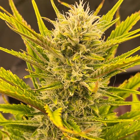 Gorilla Girl XL Auto growlog timeline photo