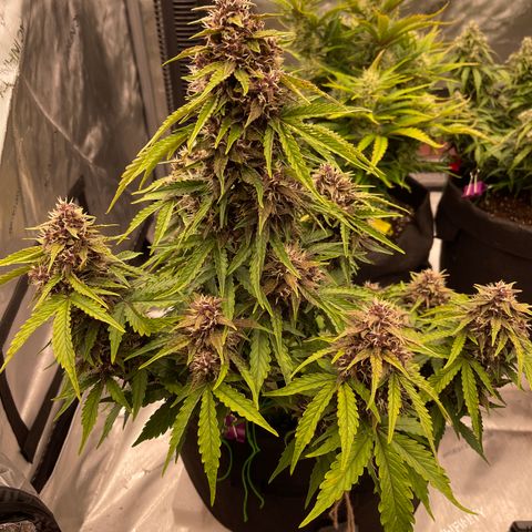 Pink Kush 2 growlog timeline photo