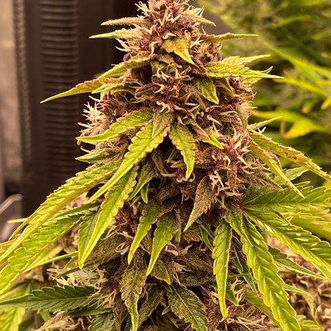 Pink Kush 2 growlog timeline photo