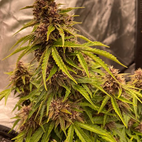 Pink Kush 2 growlog timeline photo