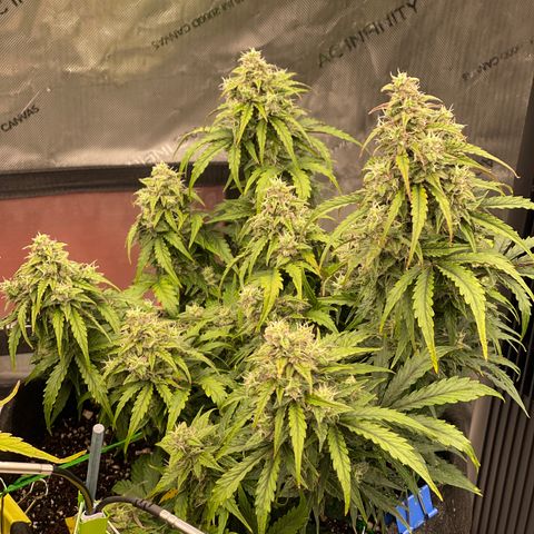 Charlottes Angel CBD Auto growlog timeline photo