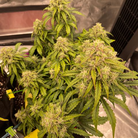 Charlottes Angel CBD Auto growlog timeline photo