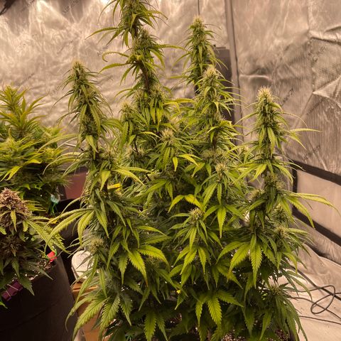 Alaskan Purple Auto growlog timeline photo