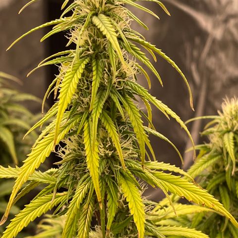 Alaskan Purple Auto growlog timeline photo