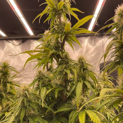 Alaskan Purple Auto growlog timeline photo