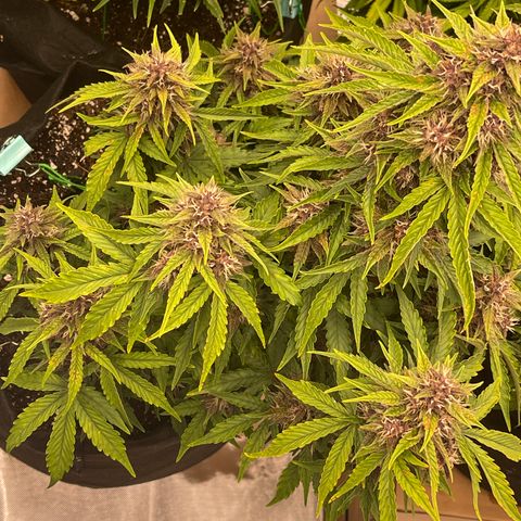 Pink Kush 2 growlog timeline photo