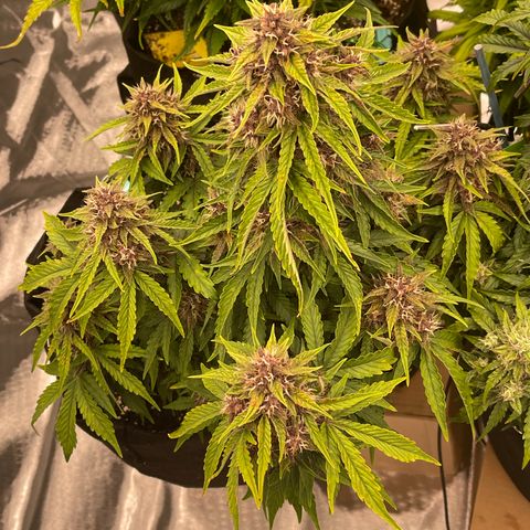 Pink Kush 2 growlog timeline photo